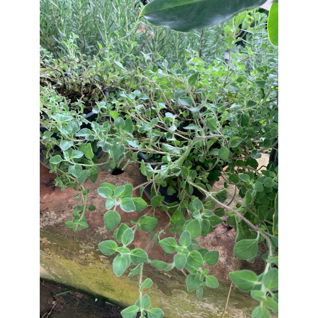 ต้นออริกาโน่ 🍃Origano