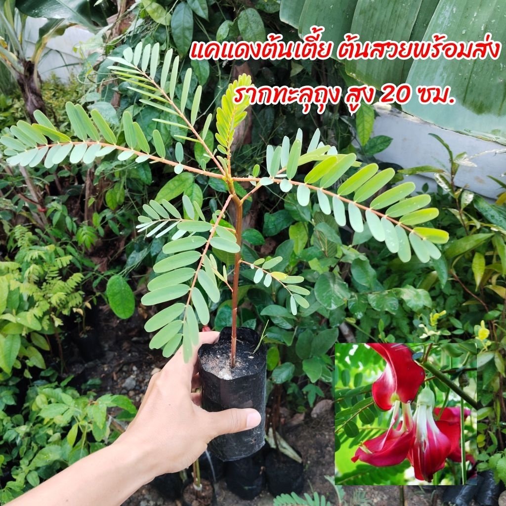 (ขั้นต่ำ2ต้น)แคแดงต้นเตี้ย ต้นสวยพร้อมส่ง ซื้อครบ3แถม1
