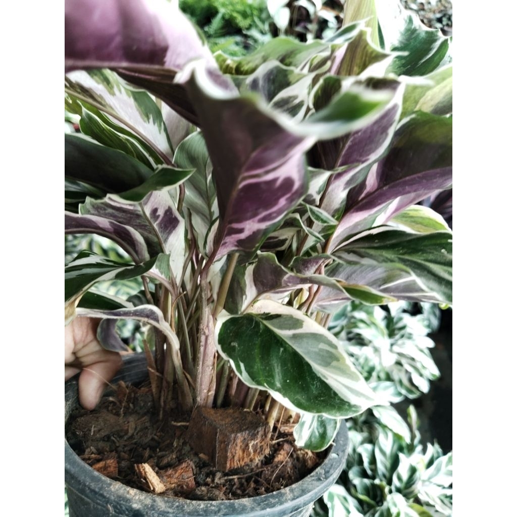 Calathea hybrid คล้าด่างขาว คล้าราชภัฏ