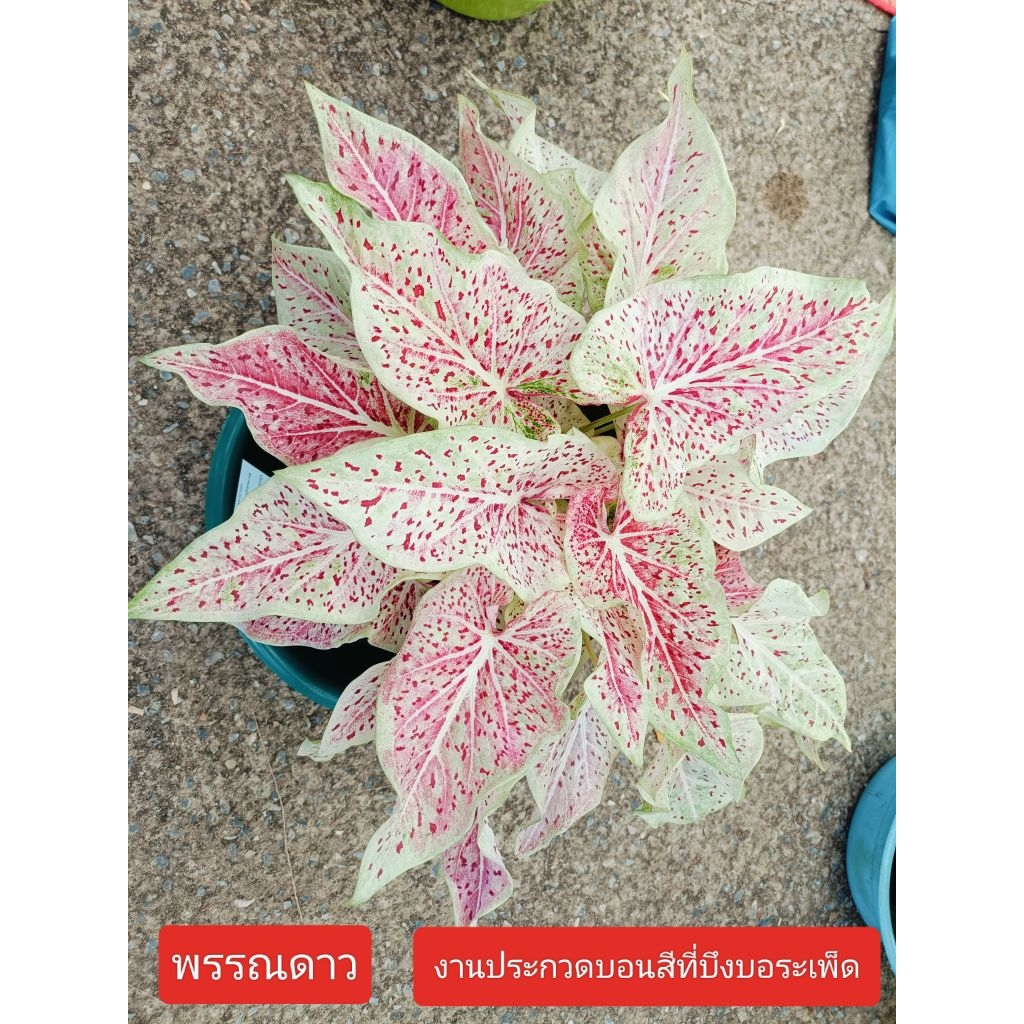 ต้นบอนสี พรรณดาว เป็นบอนใบยาวสีขาว เม็ดแดง เป็นบอนใบดกให้หน่อเก่ง ได้ต้นเล็กไปนะคะ