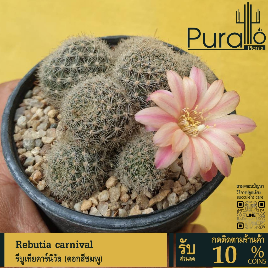 ต้นกระบองเพชร แคสตัส รีบูเทียคาร์นิวัล Rebutia carnival (ดอกสีชมพู) #cactus #เมล็ดพันธุ์พืช #กระถาง