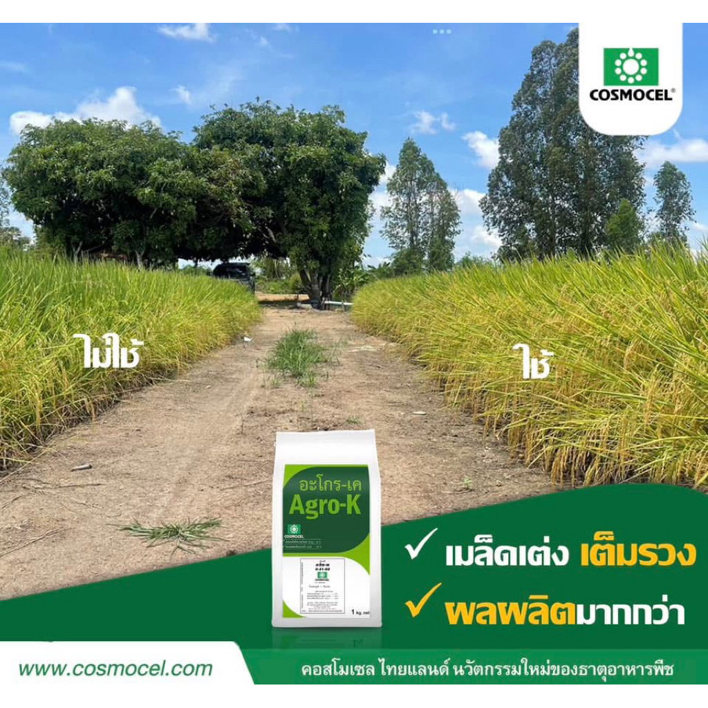 อะโกร-เค (Agro-K) คอสโมเซล ปุ๋ยเคมี 0-31-52 ดูดซึมเร็ว รูปที่ 5