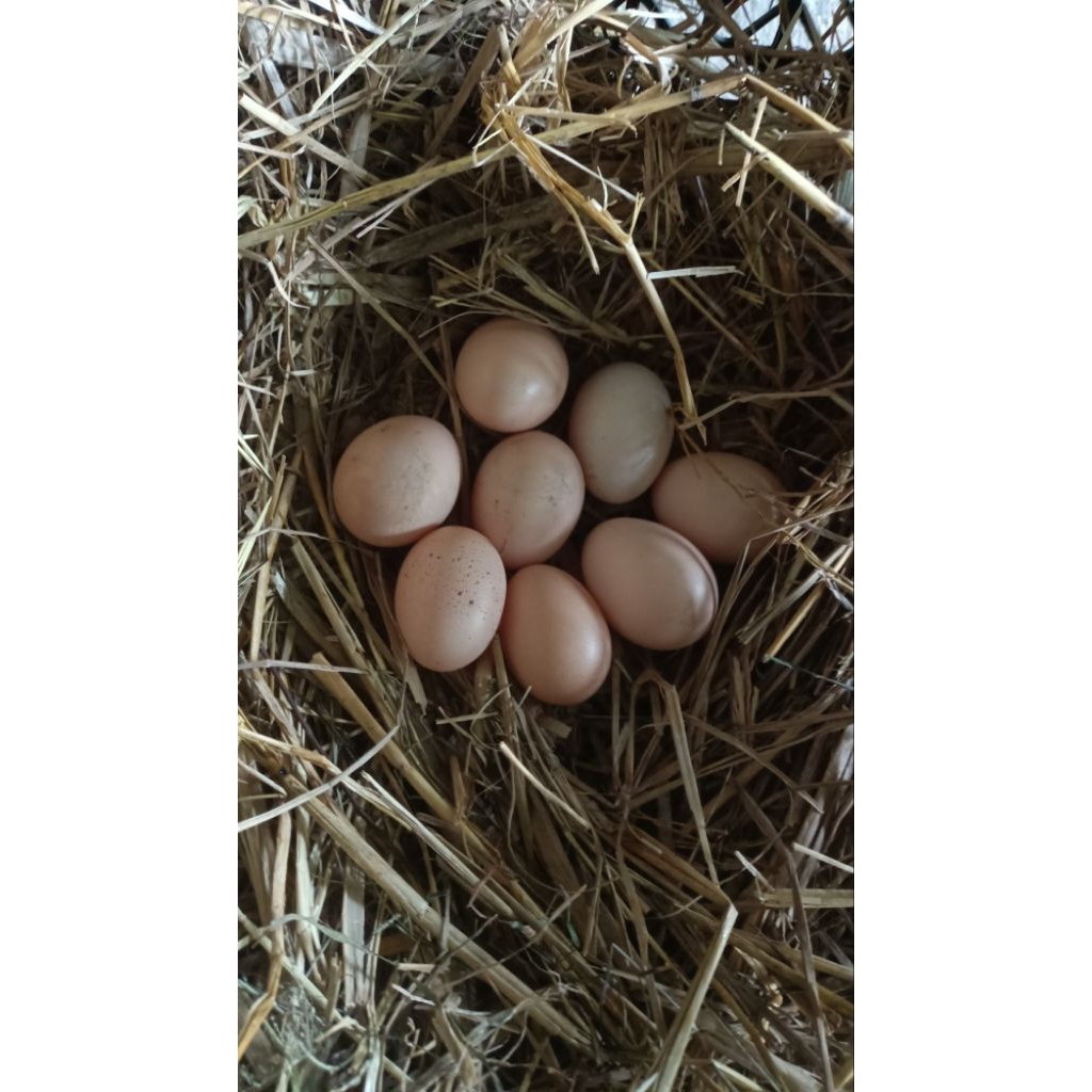 ไข่เชื้อไก่ไข่โรดไอส์แลนด์เรด สายพันธุ์อเมริกา จำนวน 5 ฟอง - รูปที่ 3