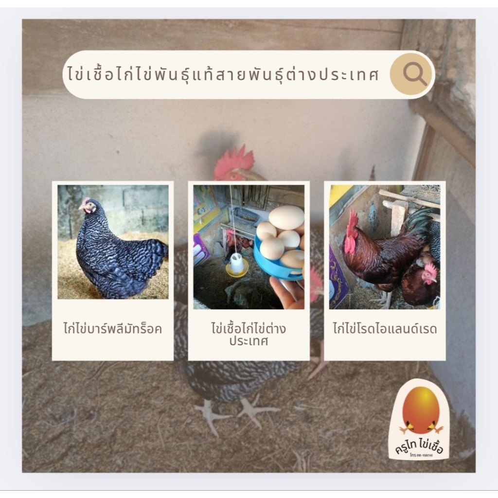 ไก่ไข่บาร์พลีมัธร็อคและไก่ไข่โรดไอแลนด์เรด 6 ฟอง