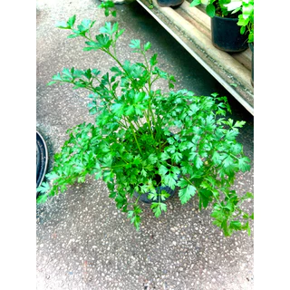 Italian Parsley / Flat Leaf Parsley ต้นพันธุ์ พาร์สลีย์ อิตาเลียน หรือ ผักชีอิตาลี (ใบแบน) ผักสวนครัว สมุนไพรฝรั่ง