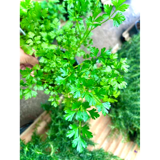 Italian Parsley / Flat Leaf Parsley ต้นพันธุ์ พาร์สลีย์ อิตาเลียน หรือ ผักชีอิตาลี (ใบแบน) ผักสวนครัว สมุนไพรฝรั่ง