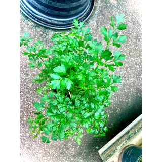 Italian Parsley / Flat Leaf Parsley ต้นพันธุ์ พาร์สลีย์ อิตาเลียน หรือ ผักชีอิตาลี (ใบแบน) ผักสวนครัว สมุนไพรฝรั่ง