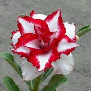 10 เมล็ด ดอกชวนชม Desert Rose Seeds สายพันธุ์ Red Lips