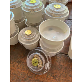 CUP260 - ถ้วยกระดาษ 260 มล สีขาว เลือกฝาตอนกดสั่งสินค้า (อบไม่ได้) 50 ชุด