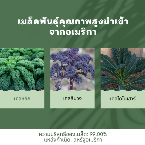 เมล็ดพันธุ์เคล 500 เมล็ด | เคลไดโนซาร์ เคลสการ์เล็ต เคลเวทส์บลู | นำเข้าจากอเมริกา | อัตรางอกสูง - รูปที่ 2