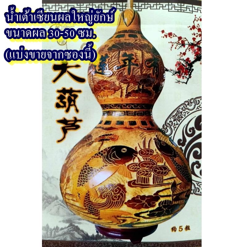 3 เมล็ด เมล็ดน้ำเต้าเซียนผลใหญ่ยักษ์ ขนาดผล 30-50 ซม. (ผลใหญ่ยักษ์มาก ลูกจัมโบ้ ขนาดผลประมาณ 30-50 ซม. รสชาติหวาน)