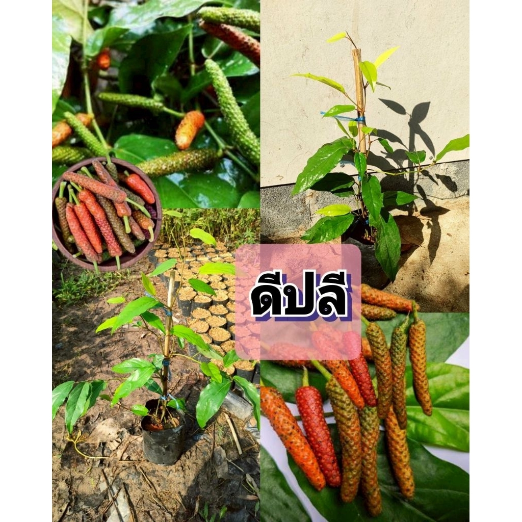 ต้นกล้าดีปลี ผลใช้ทำเครื่องเทศ รสเผ็ดร้อนช่วยในการย่อยอาหารได้ ต้นกล้าเเข็งเเรงพร้อมปลูก (สินค้าเสียหายยินดีเคลมฟรี)