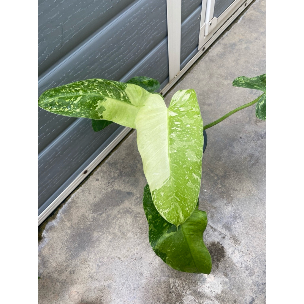 Philodendron Jose Buono คัดลายสวย