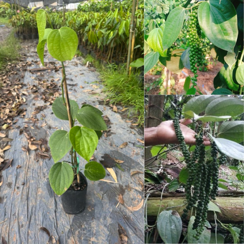 ต้น พริกไทยซีลอน 25-30cm ปรุงอาหาร ต้นเตี้ย ผลดก ปลูกแค่ 7เดือน ก็ได้เก็บทานเองที่บ้าน✅