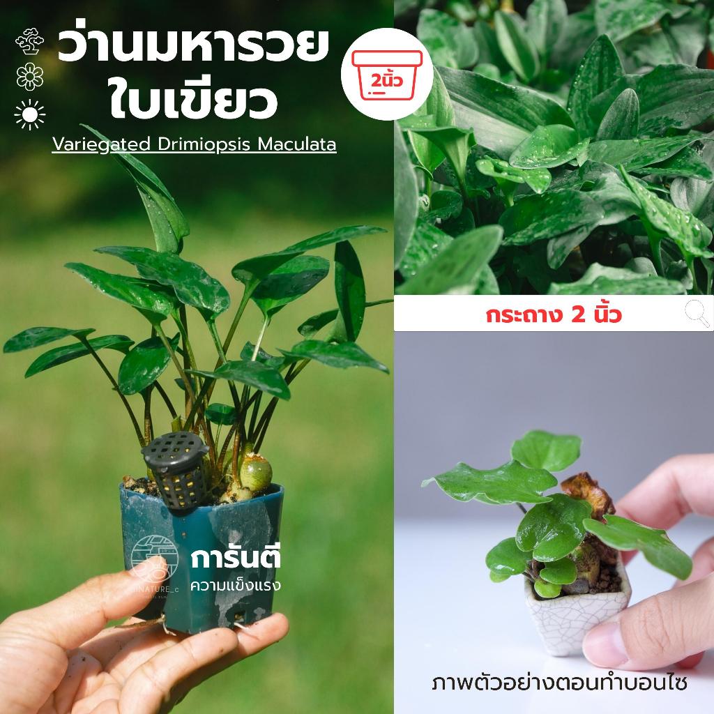 ไม้มงคล ว่านมหารวย Drimiopsis Maculata  บอนไซจิ๋ว ต้นไม้จิ๋ว ไม้แคระ  กระถางเซรามิกส่งออก miNATURE_c