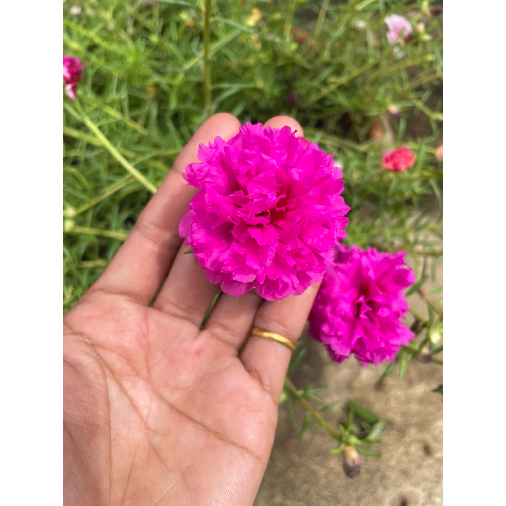 ต้นคุณนายตื่นสาย แพรเซี่ยงไฮ้ 50กิ่ง ดอกใหญ่กลีบดอกซ้อน(ตัดกิ่งสดส่วนยอด คละทุกสี)ความยาวกิ่ง10-12ซม. - รูปที่ 5