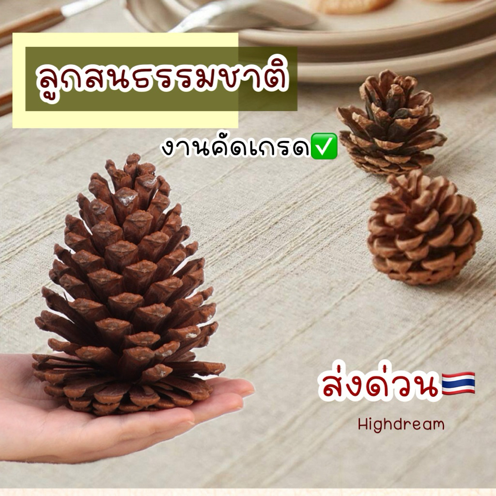 ส่งด่วน❤️ ลูกสนธรรมชาติ ลูกสน ลูกสนสัตว์เลี้ยง ลับฟันสัตว์เลี้ยง ลูกสนน้ำตาล ของแต่งบ้าน พร๊อพถ่ายรูป ของแต่งคริสมาสต์
