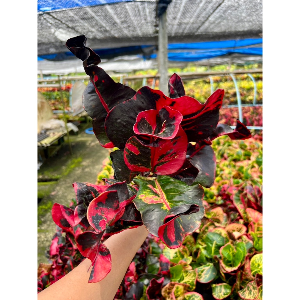 ต้นโกสนพันธุ์ บางกอกนิรมิต ไซส์เล็ก กระถาง 5" สูง 15-20 เซนติเมตร ซื้อ 10 แถม 1  (จัดส่งแบบถอดกระถาง+รับประกันสินค้า)