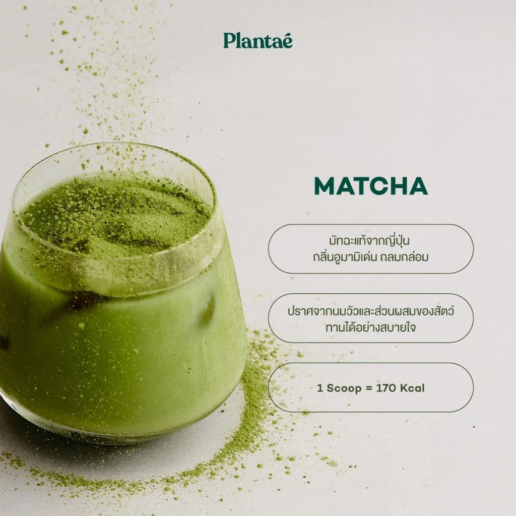 Plantae Complete Plant Protein รส Matcha กระปุก 800g โปรตีนจากพืช plant based เพิ่มกล้ามเนื้อ โปรตีนสูง แพลนเต้ มัทฉะ thumbnail 5