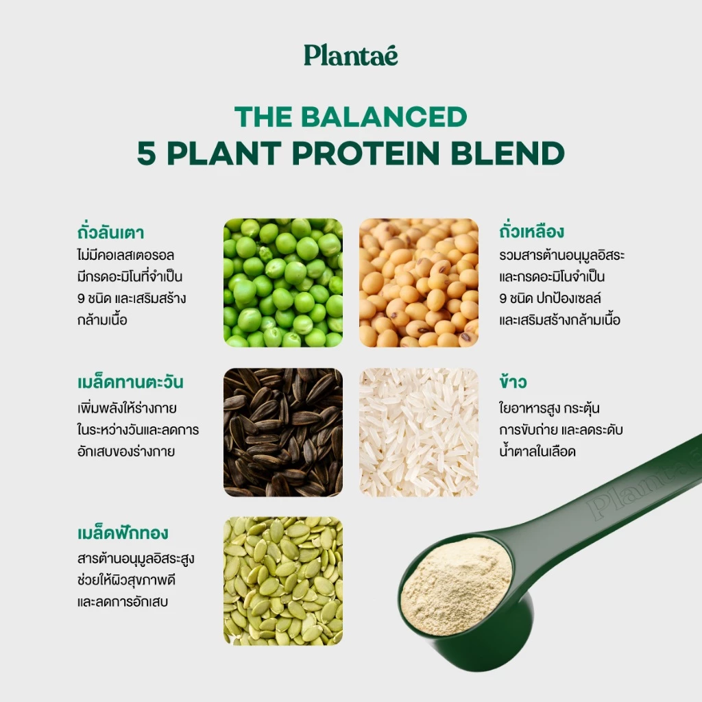 Plantae Complete Plant Protein รส Matcha กระปุก 800g โปรตีนจากพืช plant based เพิ่มกล้ามเนื้อ โปรตีนสูง แพลนเต้ มัทฉะ thumbnail 8