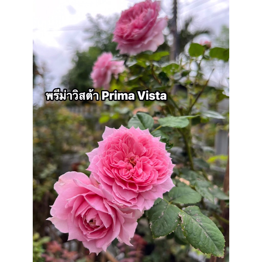 กุหลาบ-พรีม่าวิสต้า ”Prima Vista“  สีชมพู หอมแรง เลี้ยงง่าย