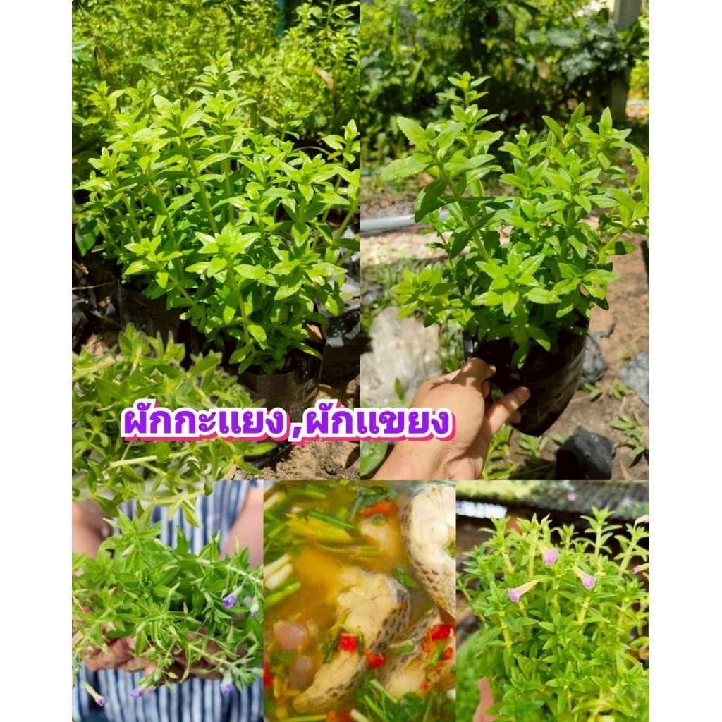 ต้นผักกะเเยง, ผักเเขยง ผักพื้นบ้านมีกลิ่นหอมเฉพาะ ต้นชำถุงพร้อมปลูก สินค้าเสียหายยินดีเคลมฟรี