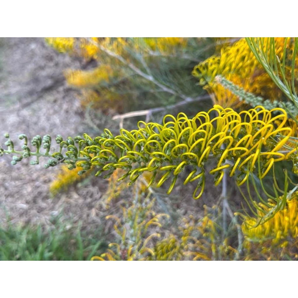 กิ่งตอนเกรวิลเลียเหลืองเลื้อยสูง1.2เมตร🌸