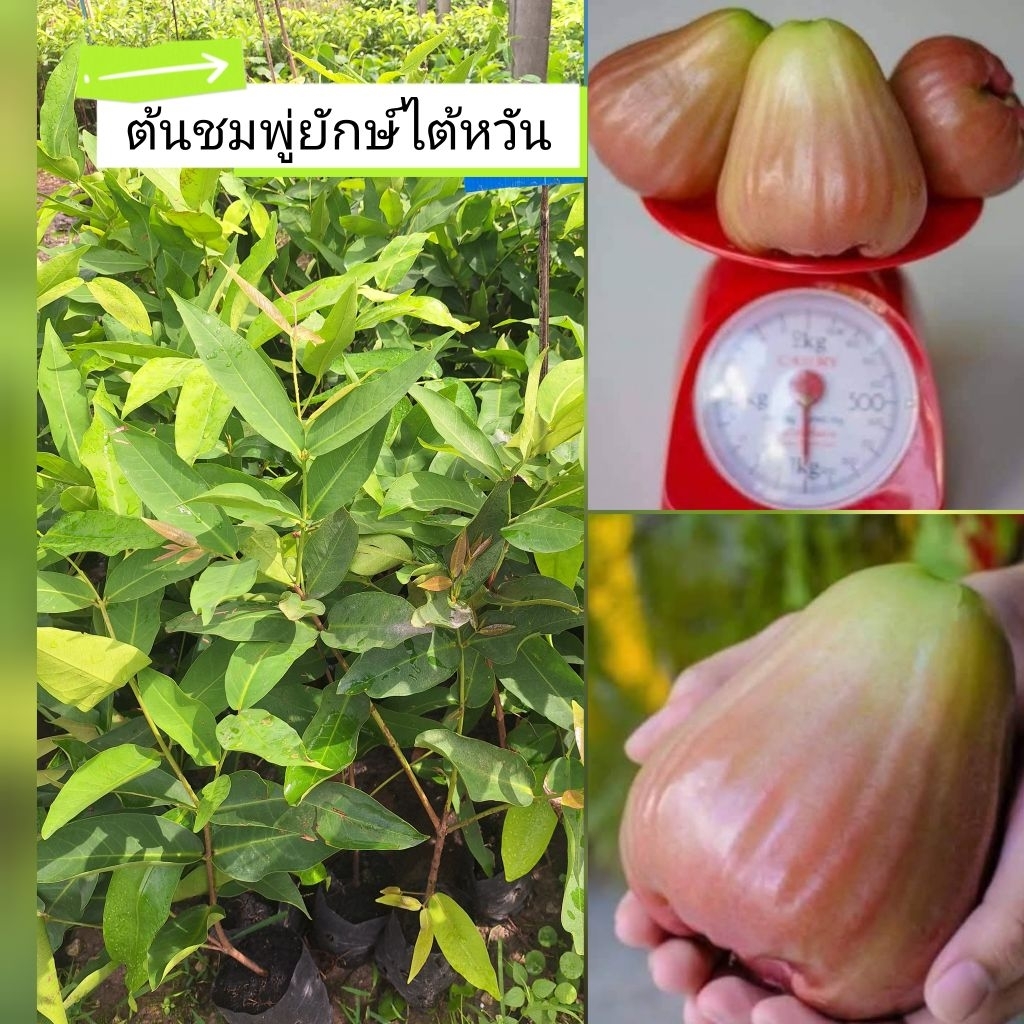 ต้นชมพู่ยักษ์ไต้หวัน กิ่งตอน ชุด 2 ต้น สูง 50-80 ซม. ปลูก1ปีติดผล