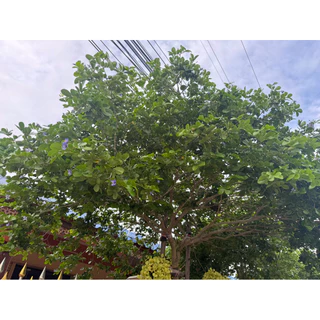 กิ่งตอนแก้วเจ้าจอม 4+6 พันธุ์ 10 ใบ สูง 60-80 cm.