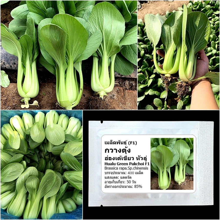 เมล็ดพันธุ์ กวางตุ้งฮ่องเต้ หัวลู่ Hualu Green Pakchoi F1 Seed 400 เมล็ด คุณภาพดี ของแท้ 100%