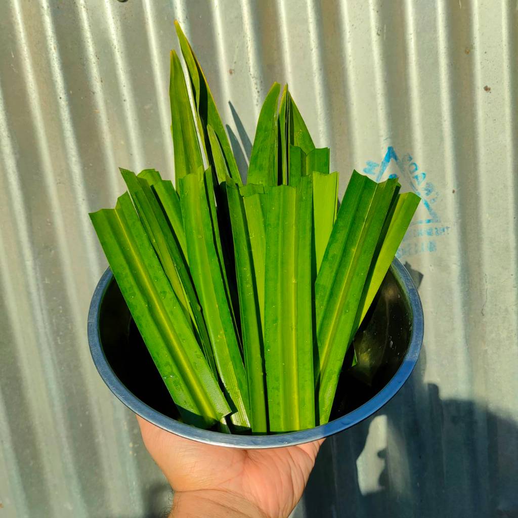 ใบเตยหอมปลอดสาร 500 กรัม ตัดสดๆ จากกต้น ใบสวย หอมมาก สดๆ จากเกษตรในชุมชน ใบเตยหอมตัดสดทั้งต้นตามออเดอร์