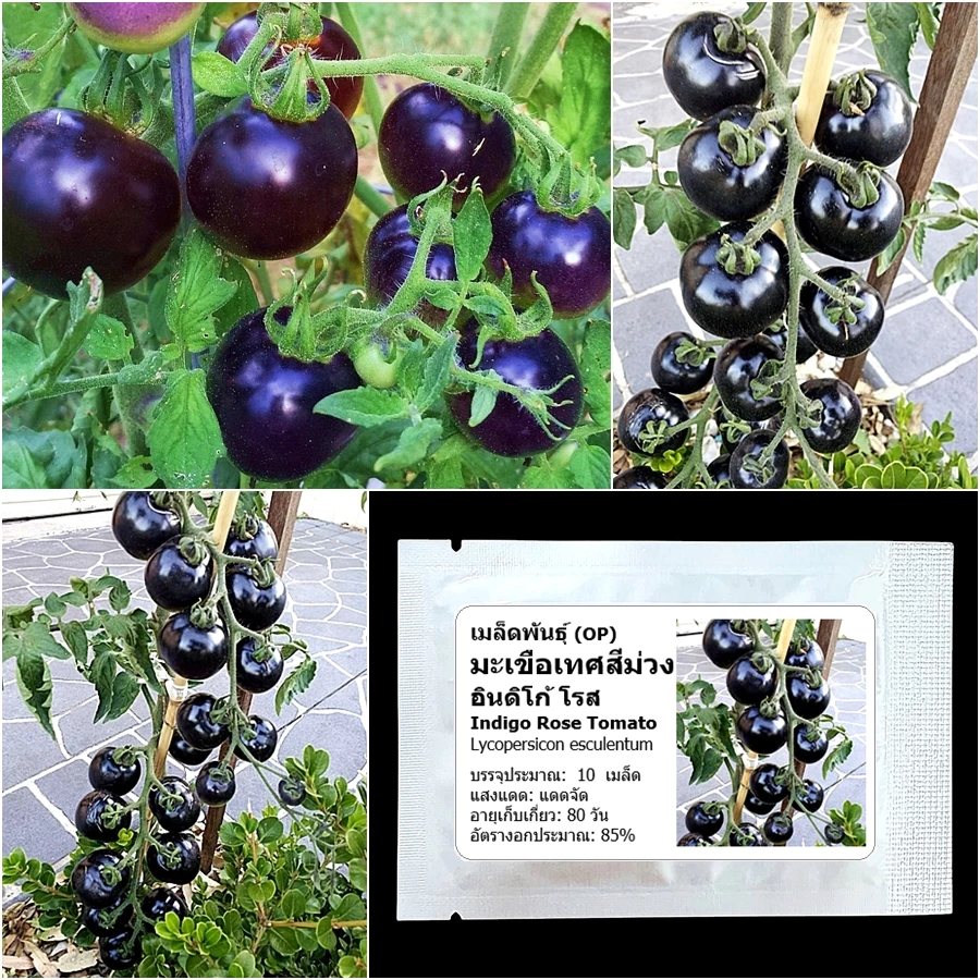 เมล็ดพันธุ์ มะเขือเทศสีม่วง Indigo Rose Tomato Seed บรรจุ 10 เมล็ด คุณภาพดี ของแท้ 100%
