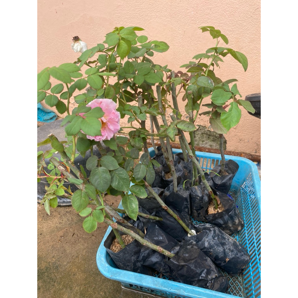 กุหลาบถุงชำ เซ็ต4ต้น แบบคละสายพันธุ์