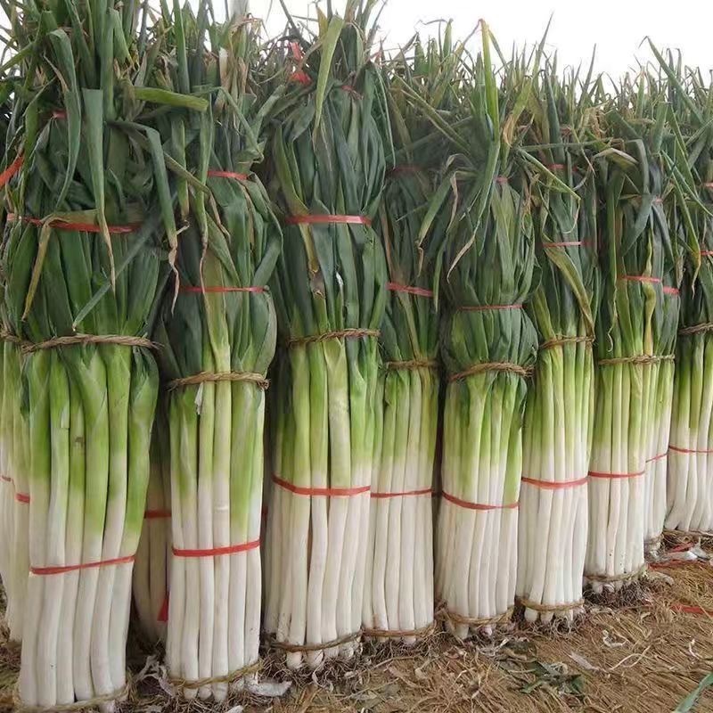 Giant Green Onion Seed - 300 Seeds High Germination Spring Onion Seeds for Planting Hybrid Bunching 