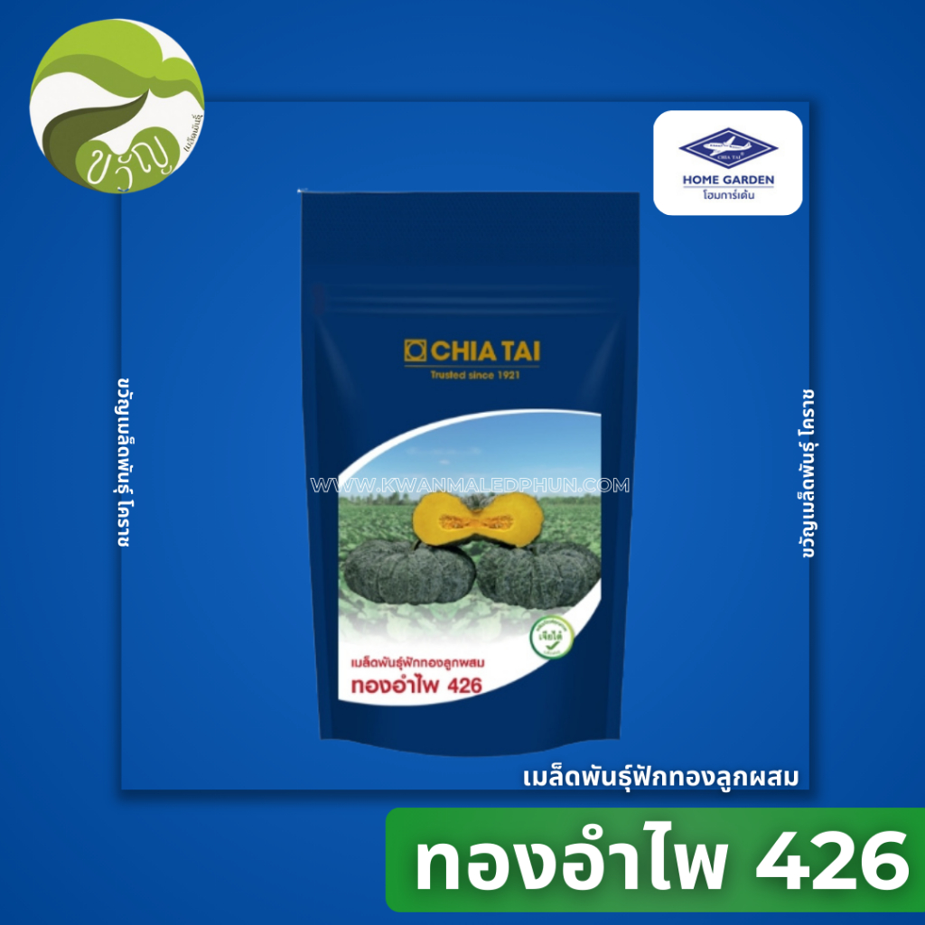 เมล็ดพันธุ์ ฟักทอง ลูกผสม ทองอำไพ 426 ลอตใหม่ 1000 เมล็ด