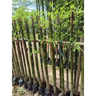 ต้นไผ่สไตล์ญี่ปุ่น หรือ ไผ่เลี้ยง Bambusa multiplex ขายเป็นแ…