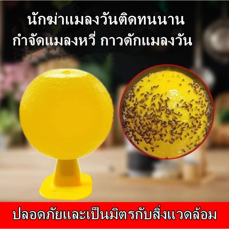 กำจัดแมลงหวี่ กับดักแมงวันผลไม้ ลูกบอลที่ล่อแมลงวันผลไม้ ฟรุตฟลายบอล