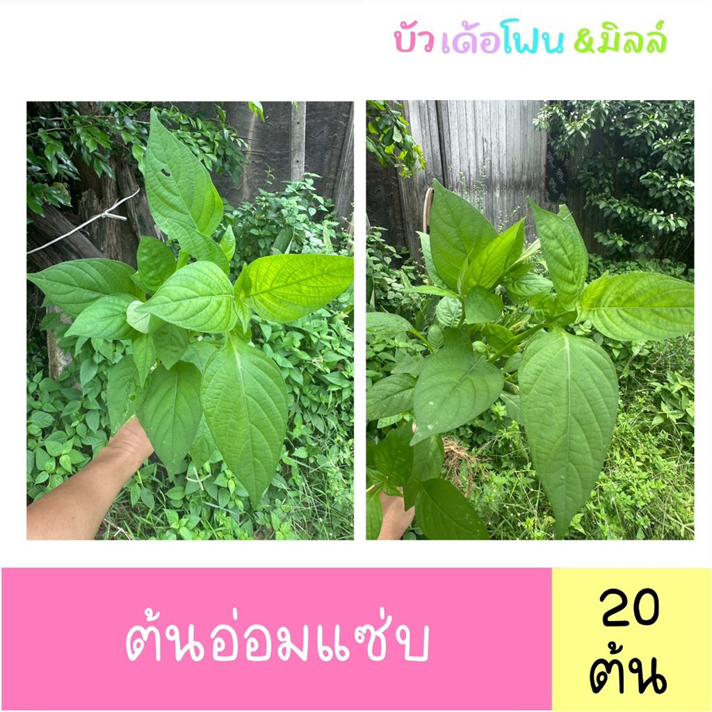 ต้นอ่อมแซ่บ เบญจรงค์ 5 สี ต้นใหญ่ 20 ต้น