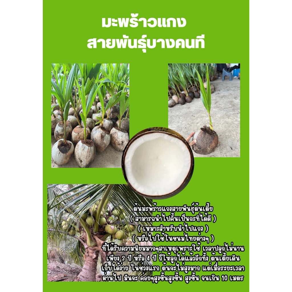 มะพร้าวแกง ต้นเตี้ย3-4ปีออกลูก