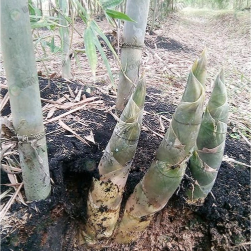 ไผ่บงหวาน Bambusa Sp 20 เมล็ด