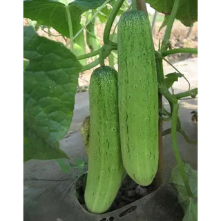 เมล็ดพันธุ์แตงกวาพื้นเมือง เมล็ดพันธุ์คุณภาพดี บรรจุแพ็คละ 60 เมล็ด [ซื้อ 5 แถม 5 ส่งฟรี]