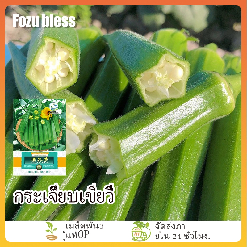 FOZU ซื้อ 5 แถม 5 เมล็ดกระเจี๊ยบเขียว 70 เมล็ด นำเข้าจากต่างประเทศ ปลูกได้ทุกฤดูกาล