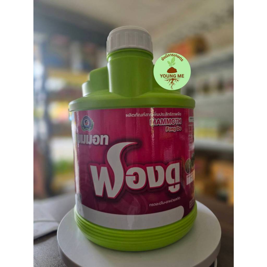 แมมมอท ฟองดู (ฟื้นต้นหลังเก็บเกี่ยว สร้างดอก เปิดตาดอก)│เทพวัฒนา ตราปลาคู่│