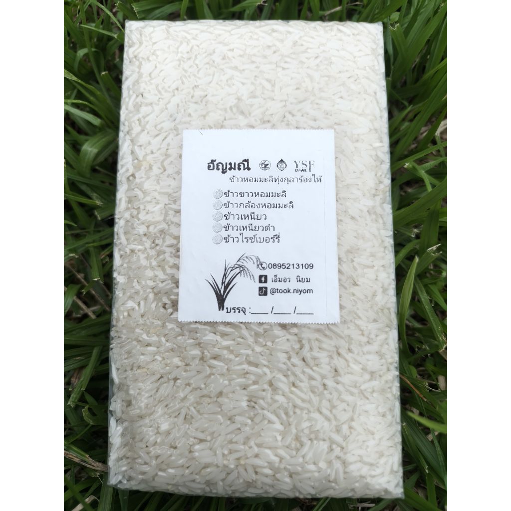 ข้าวขาวหอมมะลิ กข 105 ข้าวหอมมะลิทุ่งกุลาร้องไห้