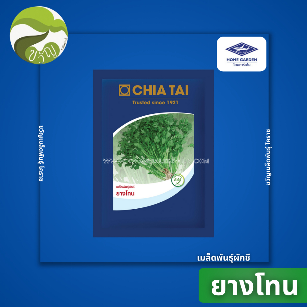 เมล็ดพันธุ์ ผักชี ยางโทน ผักชี ตรา เจียไต๋ ลอตใหม่ ขนาด 300 กรัม