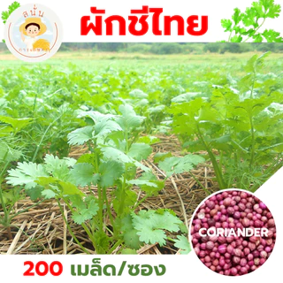 เมล็ดพันธุ์ ผักชีไทย ผักหอมป้อม เมล็ดใหม่ งอกไว เมล็ดผักชี สีแดงอมชมพู มีกลิ่นหอม (1 ซอง 200 เมล็ด)