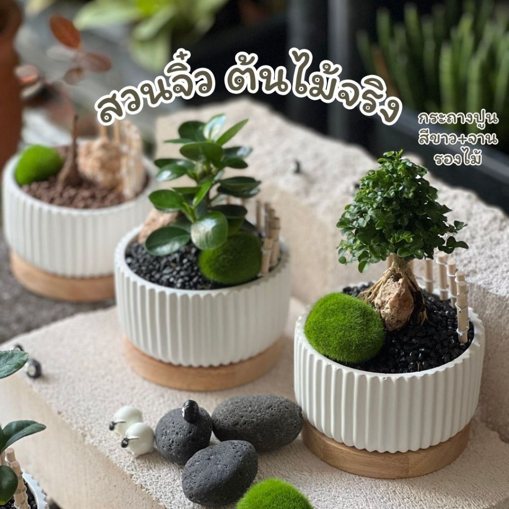 ต้นไม้จัดสวนจิ๋ว ในกระถางปูนสีขาวสุดมินิมอล พร้อมจานรอง ตกแต่งโต๊ะทำงาน ต้นไม้จริง ต้นช้อนเงินช้อนทอง ต้นแก้วแคระ