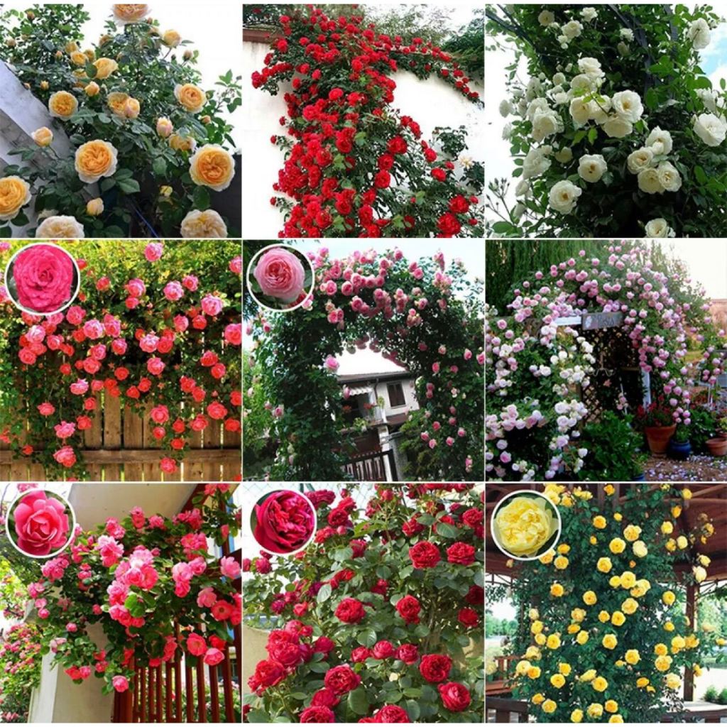 100seeds Climbing Rose Seeds/Garden decoration plant seeds Climbing vine balcony bonsai flower seeds