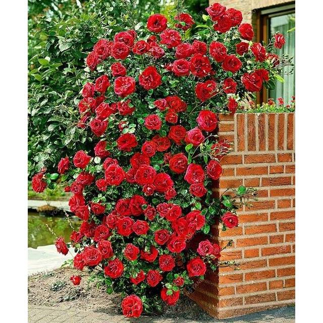 100PCS/PACK Red Rose Seeds for Planting - Gardening Bonsai Fragrant Red Rose Flower Seeds