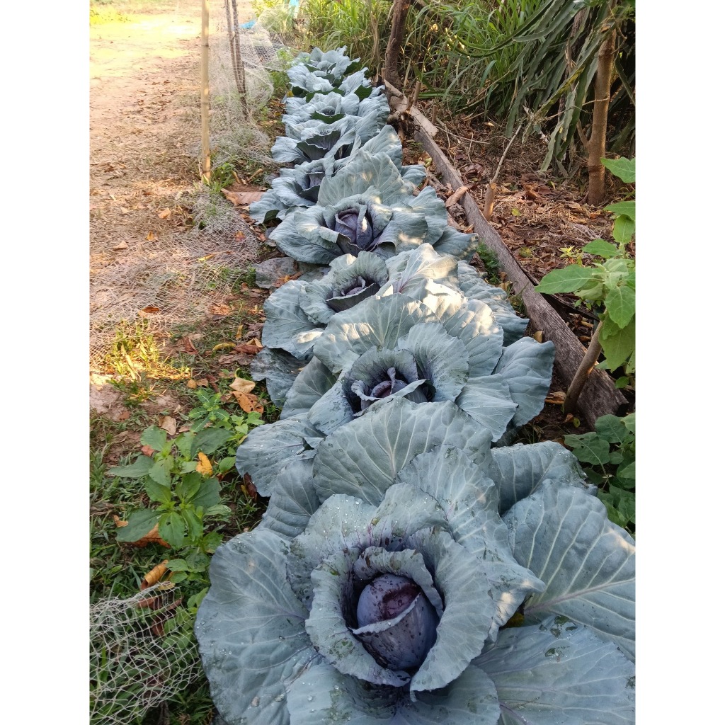 กะหล่ำปลีม่วง เมล็ดพันธุ์คัดมือ 20 เมล็ด เมล็ดพันธุ์คุณภาพดี อัตรางอกสูง โตไว Purple cabbage [10 แถม 1 คละได้] - รูปที่ 5